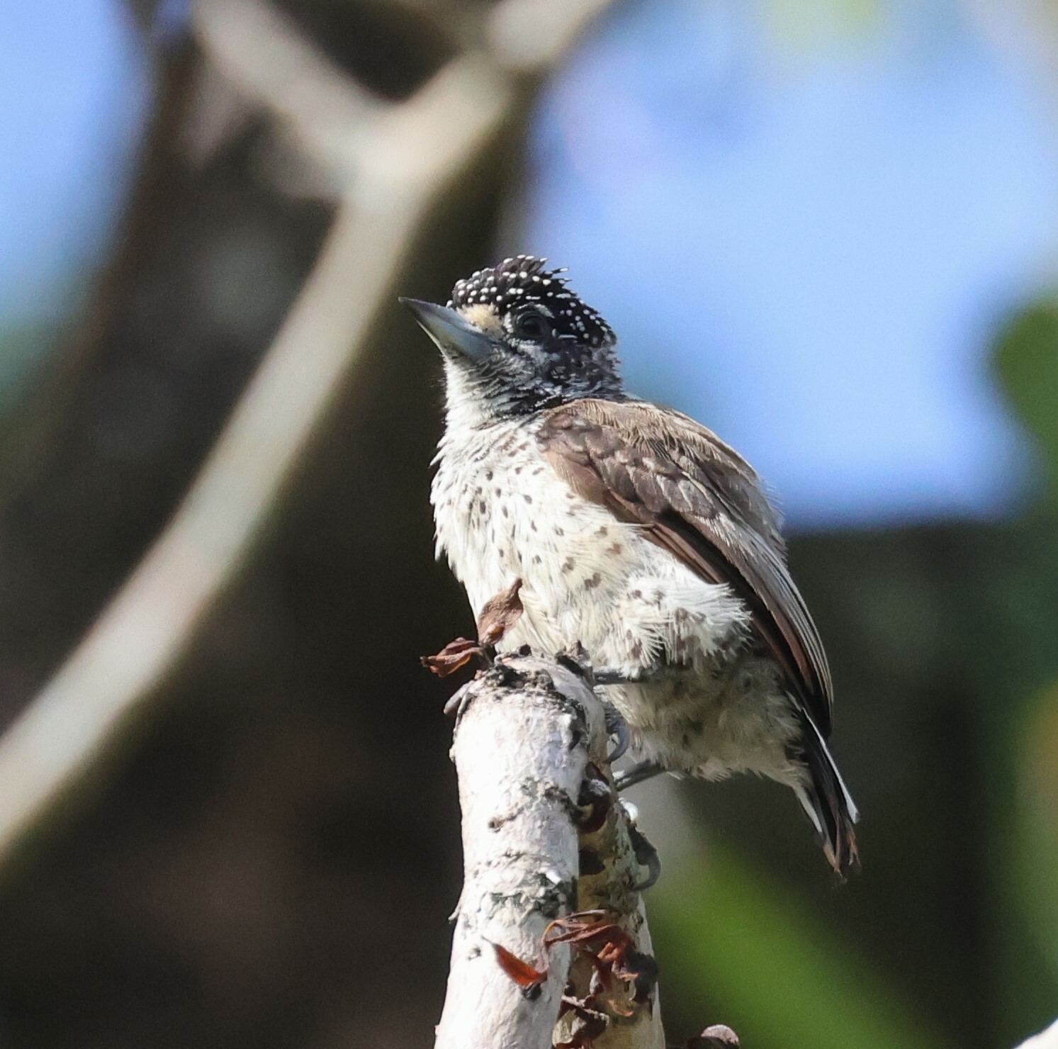 White-bellied Piculet (Picumnus spilogaster), photo 2
