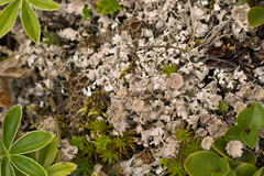 Cladonia macrophyllodes