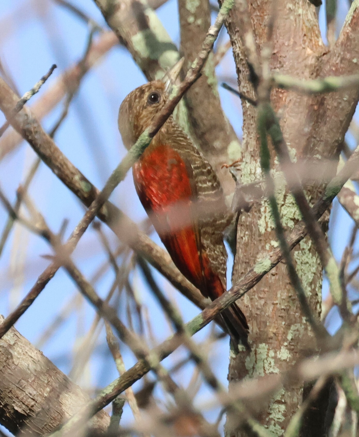 Blood-colored Woodpecker (Veniliornis sanguineus), photo 5