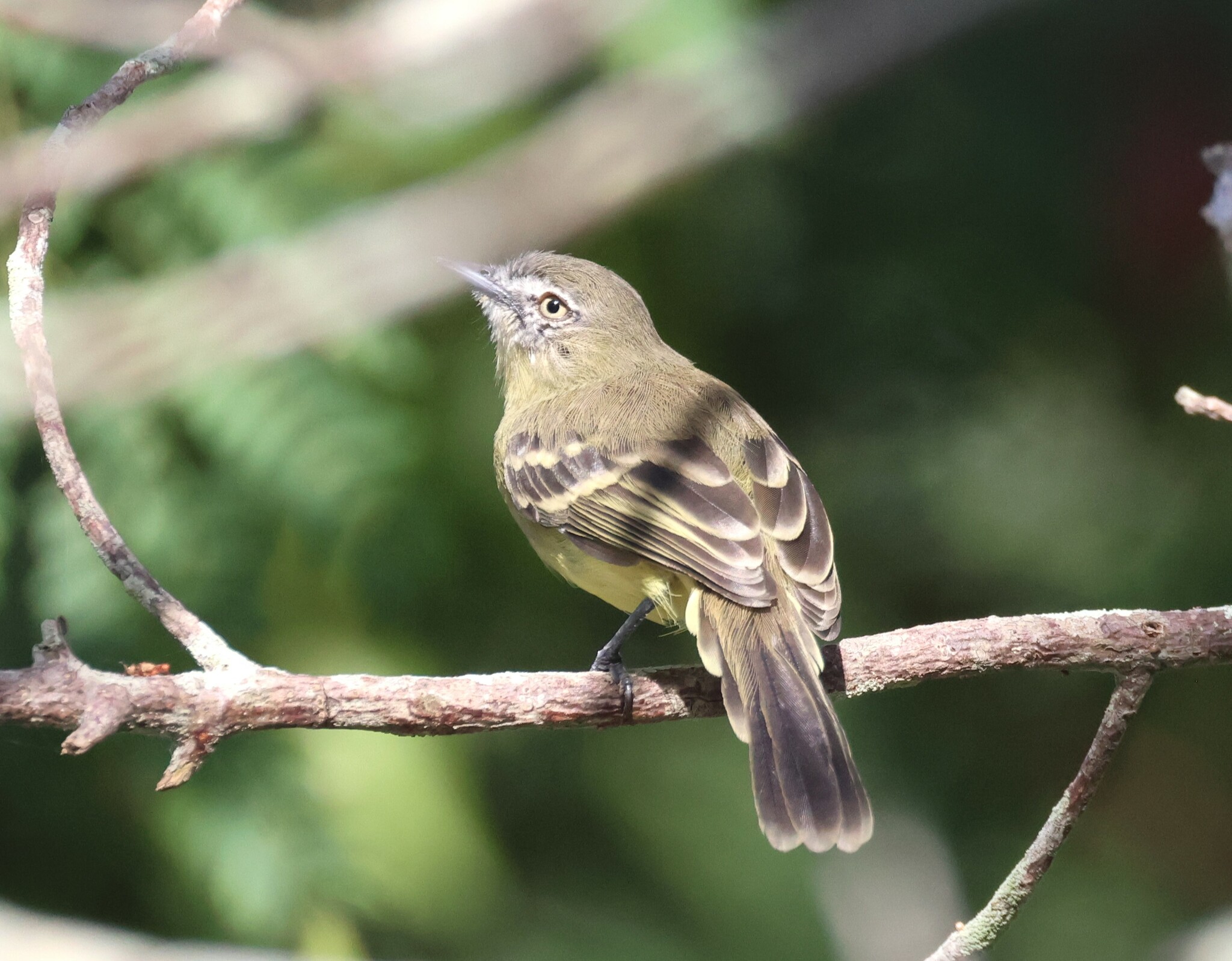 Pale-tipped Inezia (Inezia caudata), photo 3