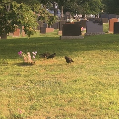 Corvus brachyrhynchos