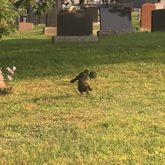 Corvus brachyrhynchos