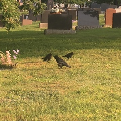 Corvus brachyrhynchos