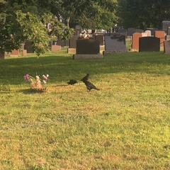 Corvus brachyrhynchos