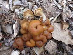 Kuehneromyces marginellus