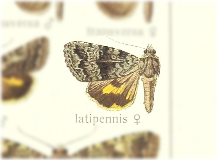 Aucha latipennis