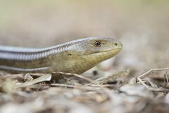 European Glass Lizard photo 1