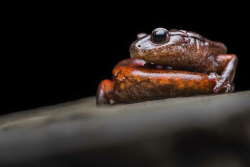 Italian Cave Salamander, photo 2 of 10