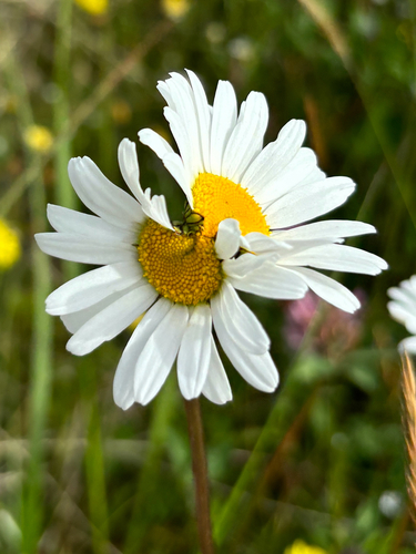 Leucanthemum vulgare observed 2024-06-28