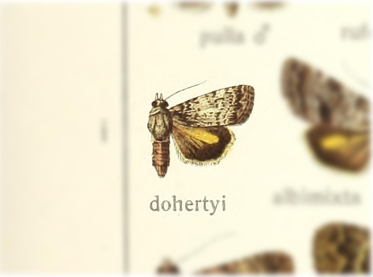 Aucha dohertyi