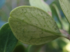 Melicytus orarius
