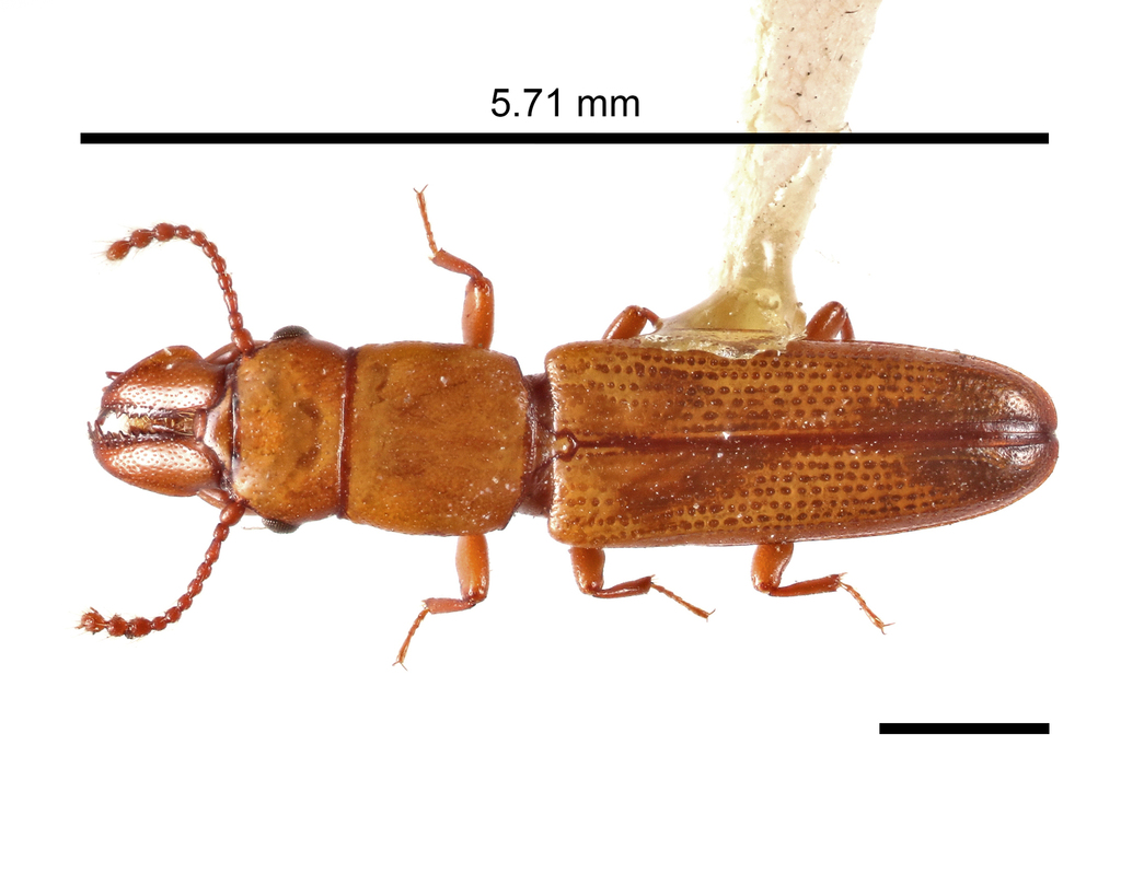 Prostomis