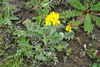 Agrimony Subtribe - Photo (c) ed_shaw, some rights reserved (CC BY-NC)