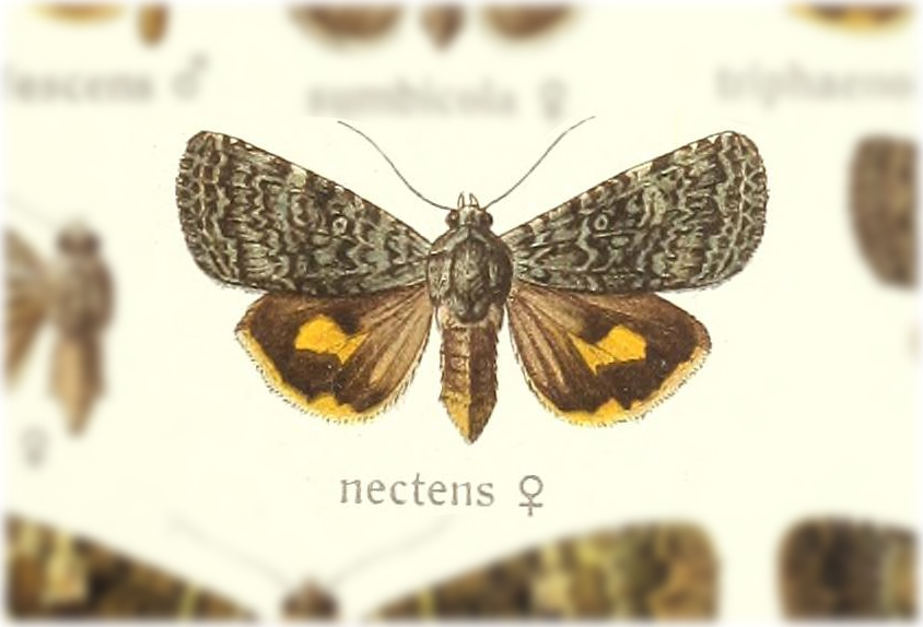 Aucha nectens