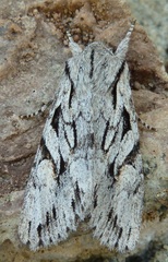 Egira crucialis