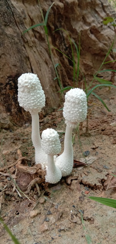 white chalk mushroom