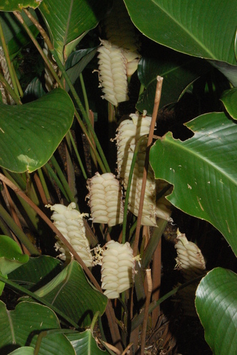 Calathea brenesii