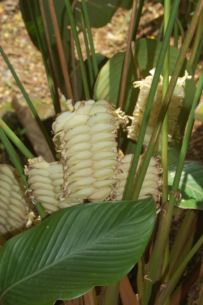 Calathea brenesii