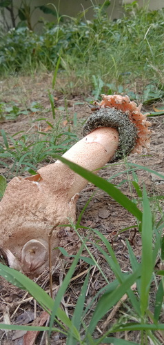Rosy Stinkhorn