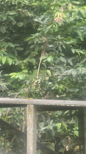 Kalimantan Treeshrew