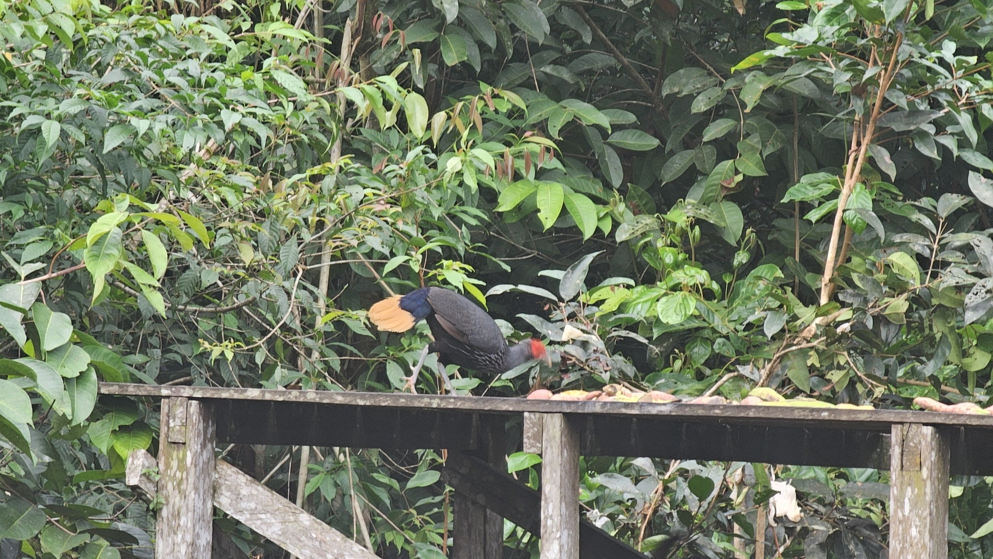 Malayan Crestless Fireback (Lophura erythrophthalma), photo 4