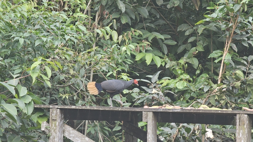 Crestless Fireback (Lophura erythrophthalma)