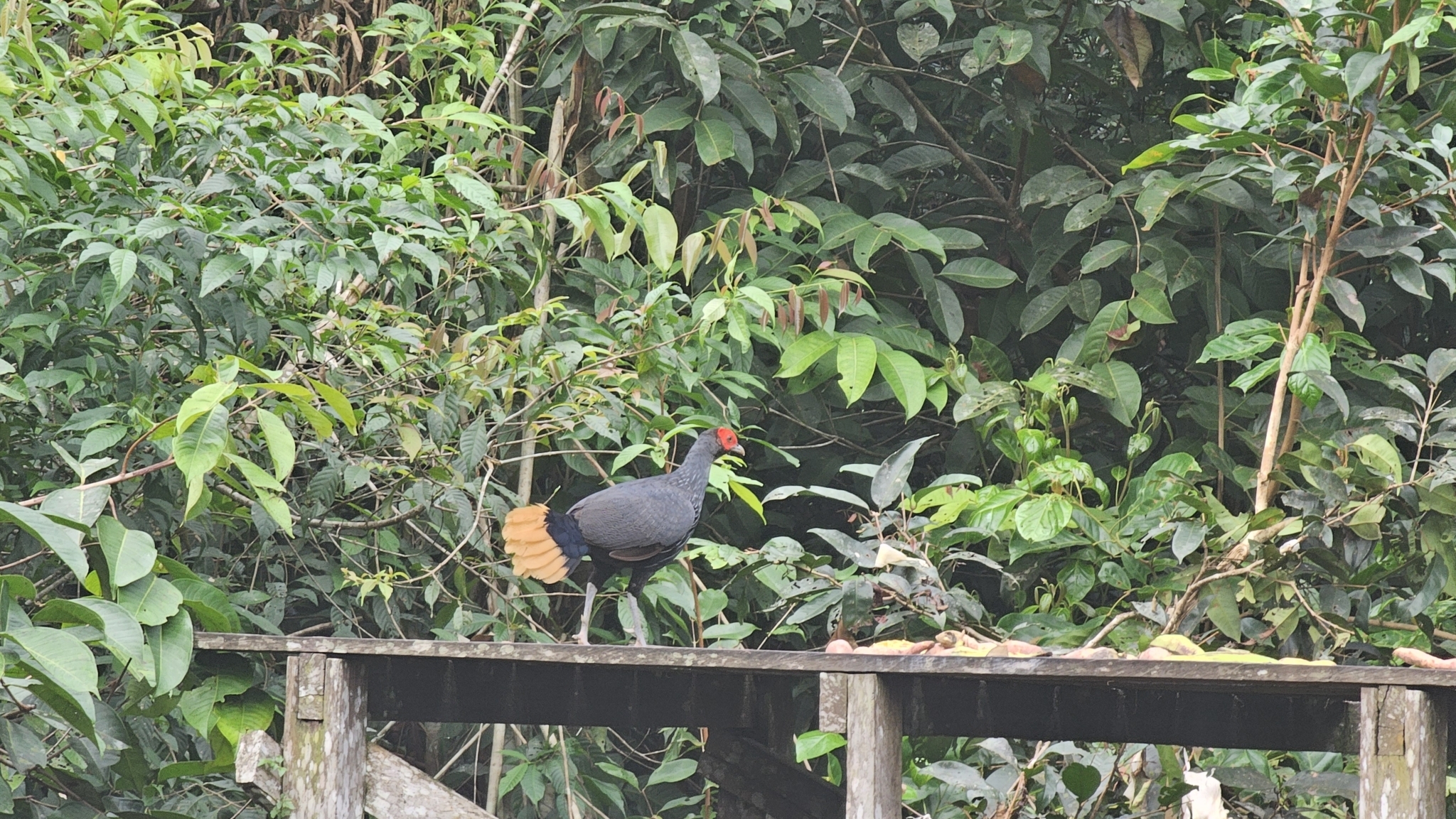 Malayan Crestless Fireback (Lophura erythrophthalma), photo 6