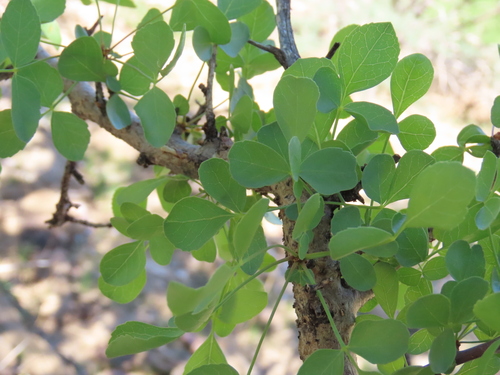 Image of Satin-bark corkwood by no rights reserved