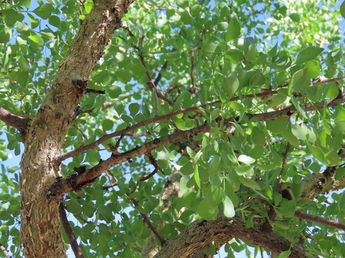 Image of Satin-bark corkwood by no rights reserved