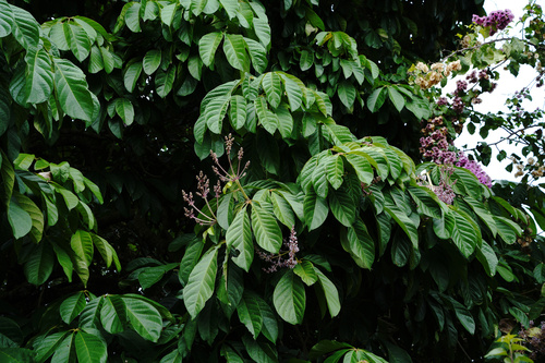 Teijsmanniodendron