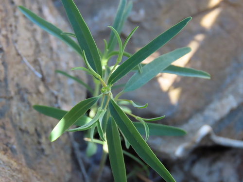 Image of Euphorbia glanduligera by no rights reserved