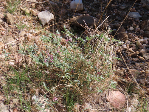 Image of Indigofera auricoma by no rights reserved