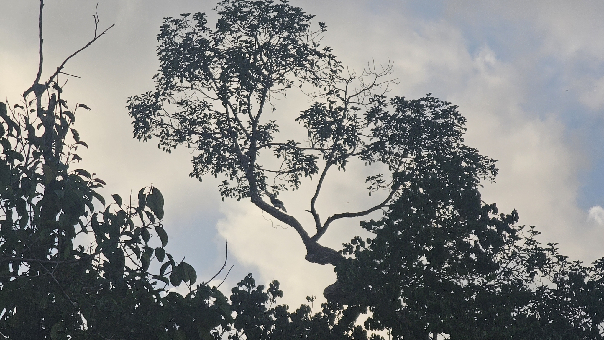 Oriental Pied Hornbill