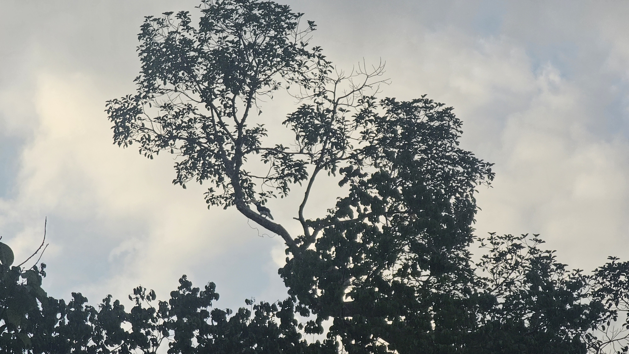 Oriental Pied Hornbill