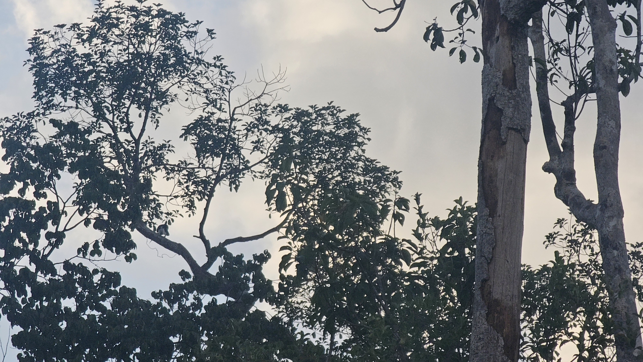 Oriental Pied Hornbill