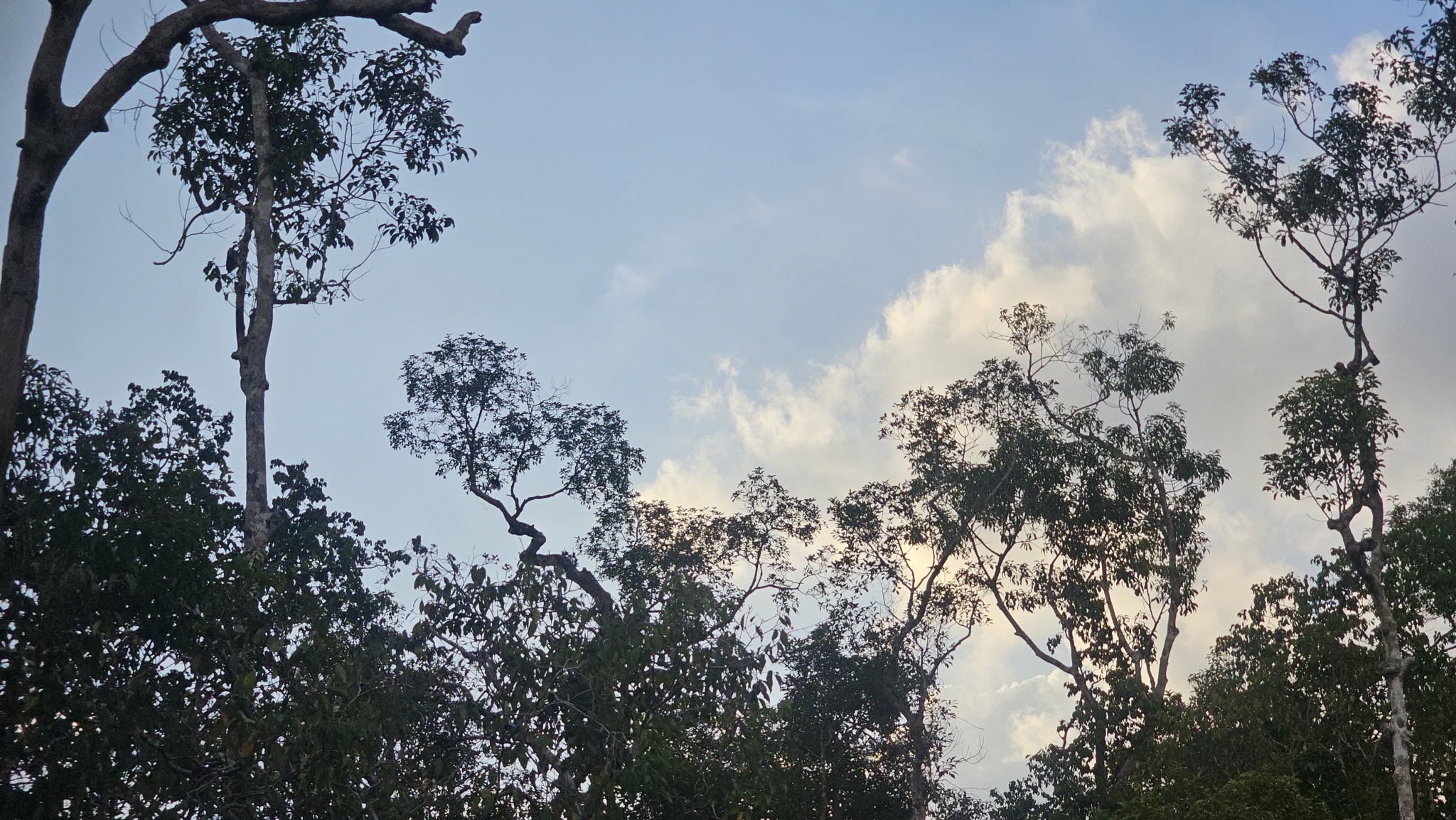 Oriental Pied Hornbill