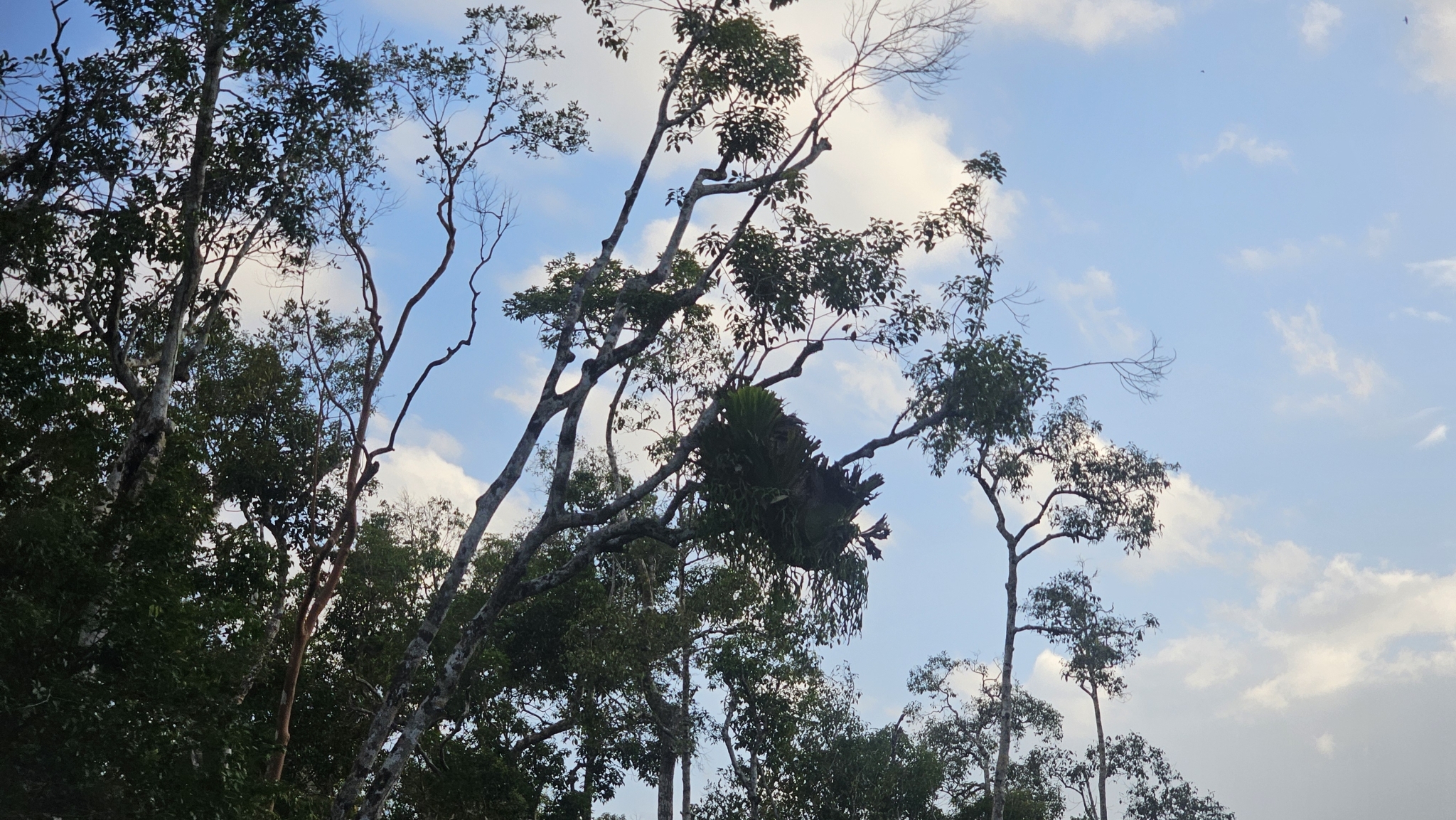 Oriental Pied Hornbill