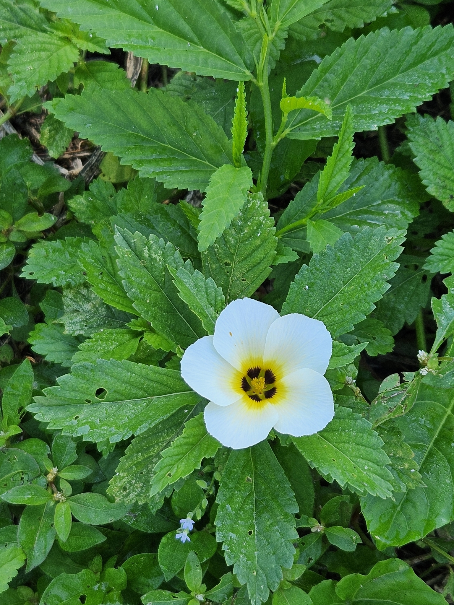 Turnera subulata