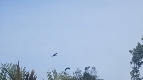 Storm's Stork (Ciconia stormi), photo 6