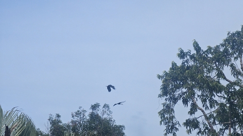 Storm's Stork (Ciconia stormi), photo 7