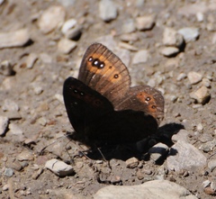 Erebia triarius