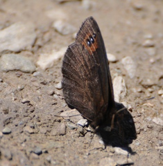 Erebia triarius