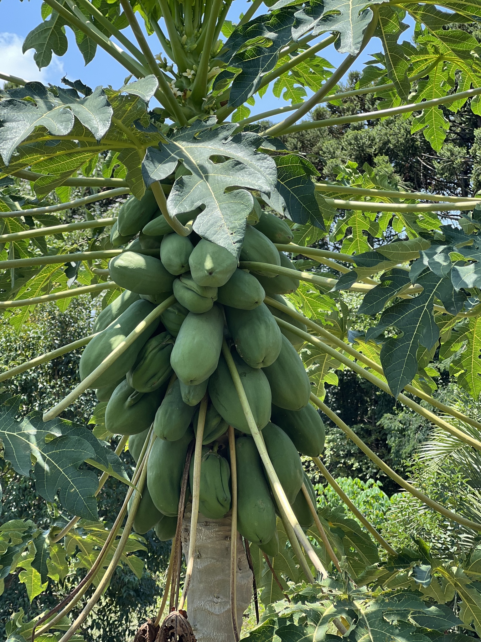 Carica papaya