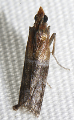 Moodna pallidostrinella