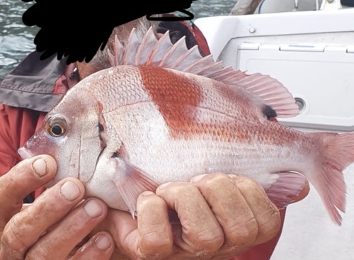 Dageraad (Chrysoblephus cristiceps) — Sparidae