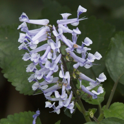 Foto de Lavanda-do-zulu