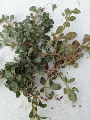 Guilleminea densa