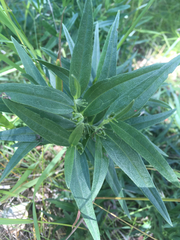 Lithospermum ruderale