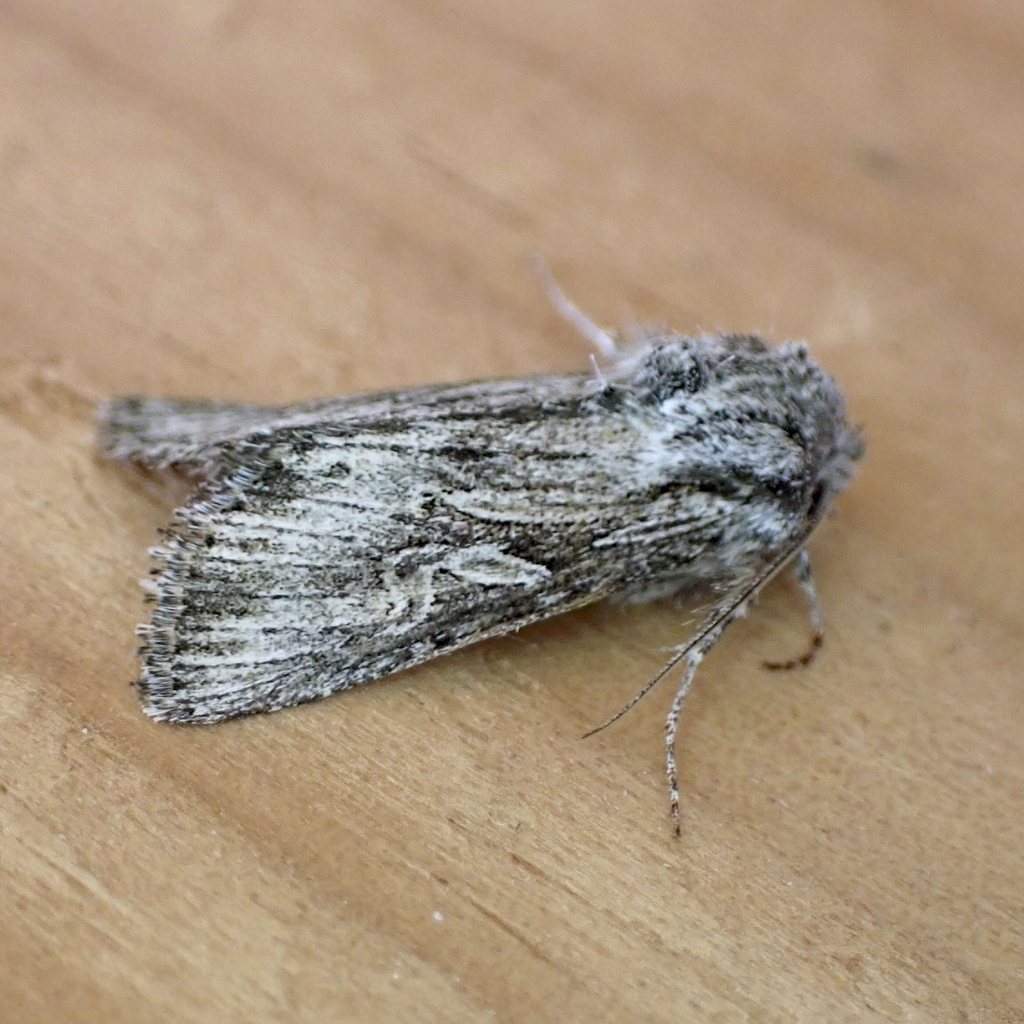 Trichocerapoda strigata