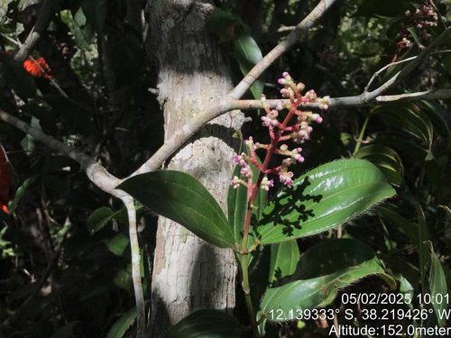 Miconia ciliata